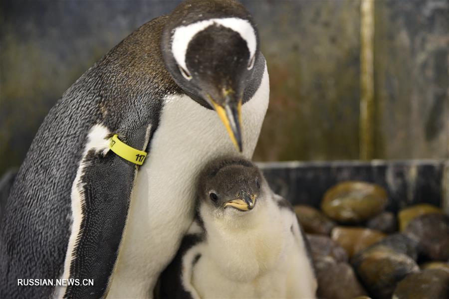 Пингвинята из парка Harbin Polarland