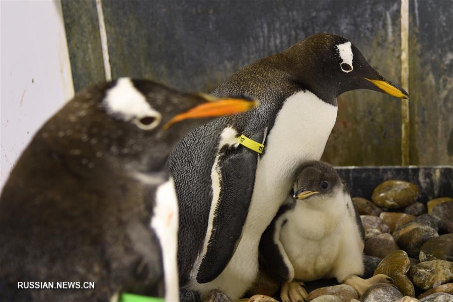 Пингвинята из парка Harbin Polarland