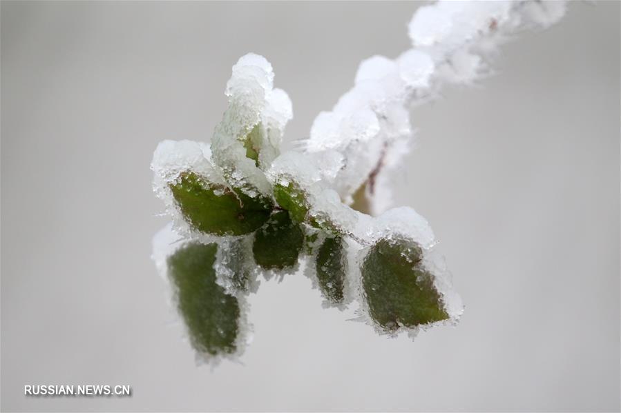 Ледяные узоры на растениях в уезде Луншань