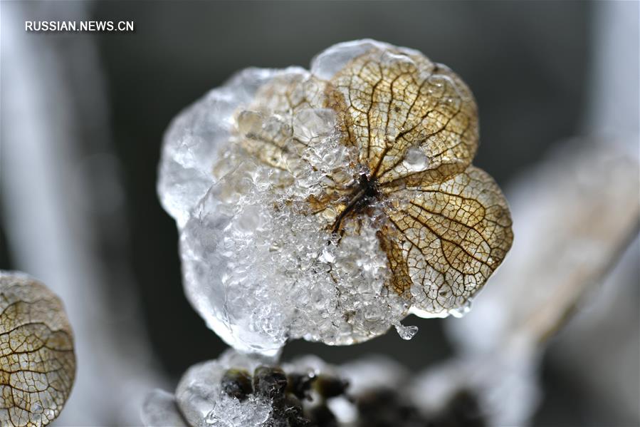Ледяное убранство природы: миниатюрные детали