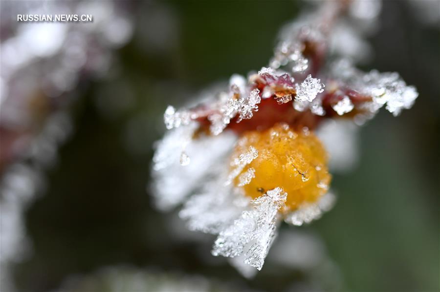Ледяное убранство природы: миниатюрные детали