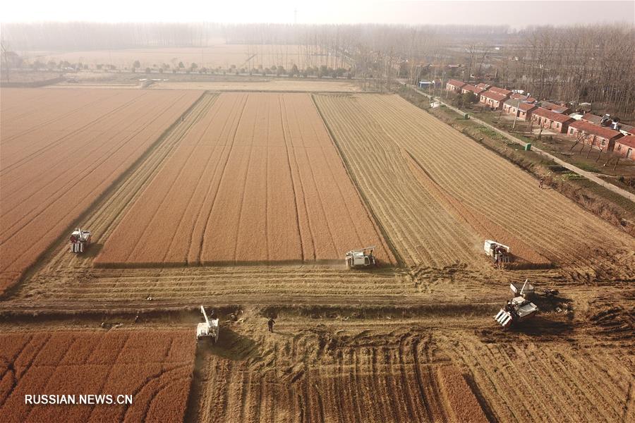 Уборка зимнего урожая риса на востоке Китая