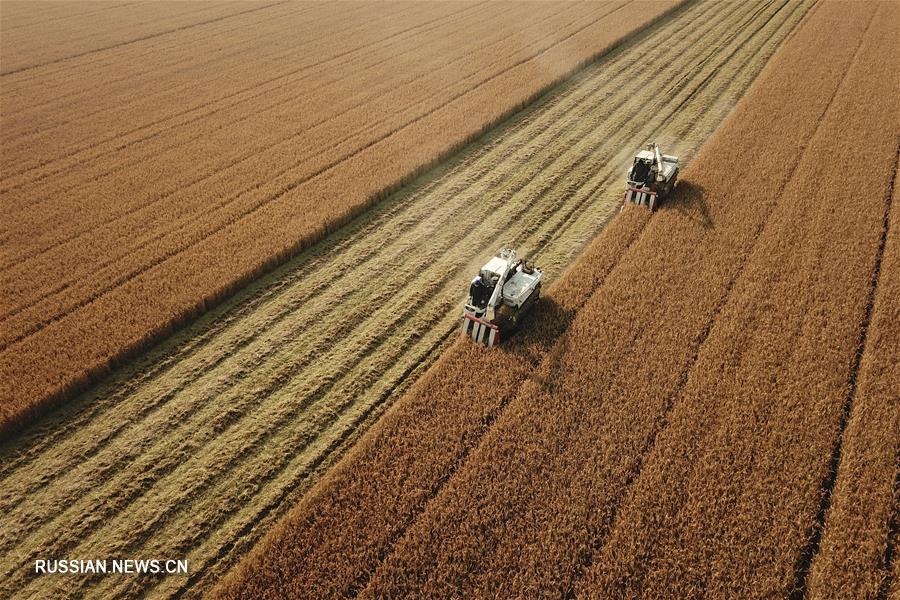 Уборка зимнего урожая риса на востоке Китая