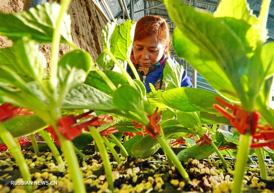 Выращивание овощей в уезде Лаотин приносит благосостояние местным фермерам 