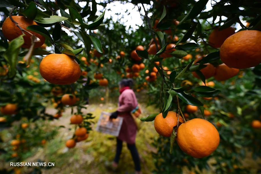 Богатый урожай цитрусовых в уезде Даньчжай