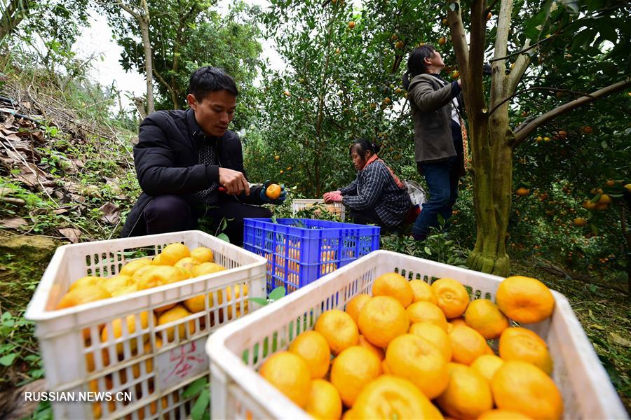 Богатый урожай цитрусовых в уезде Даньчжай