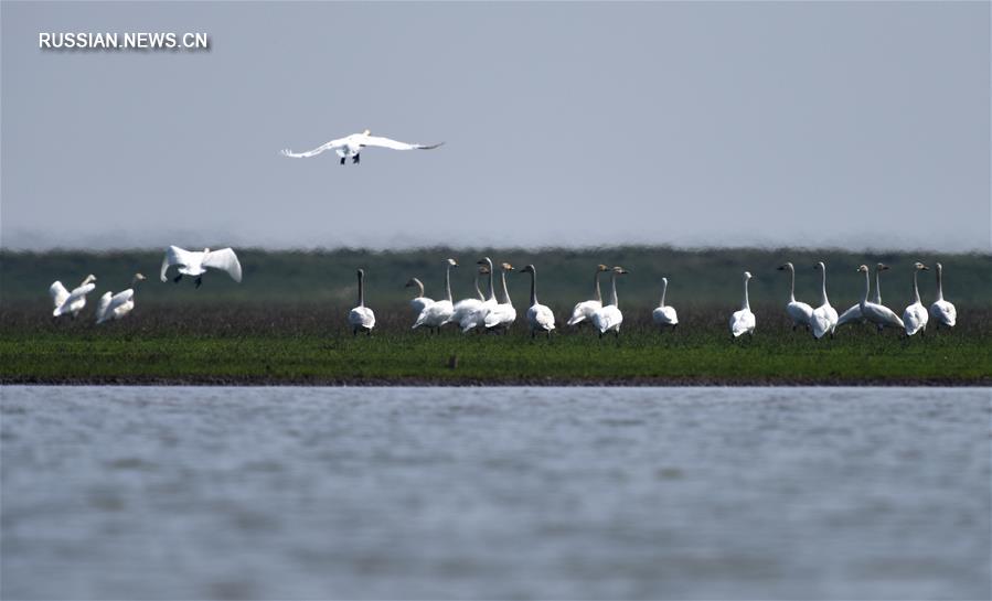 Ученые работают над улучшением экологической среды озера Дунтинху