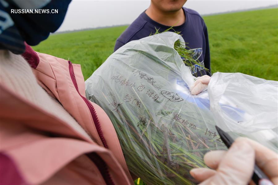 Ученые работают над улучшением экологической среды озера Дунтинху