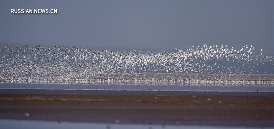 Ученые работают над улучшением экологической среды озера Дунтинху