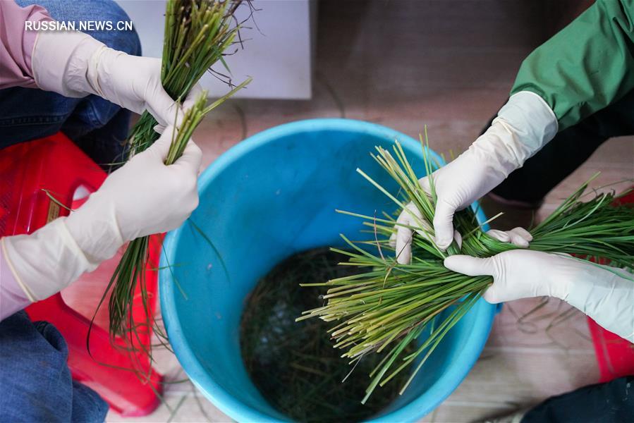 Ученые работают над улучшением экологической среды озера Дунтинху