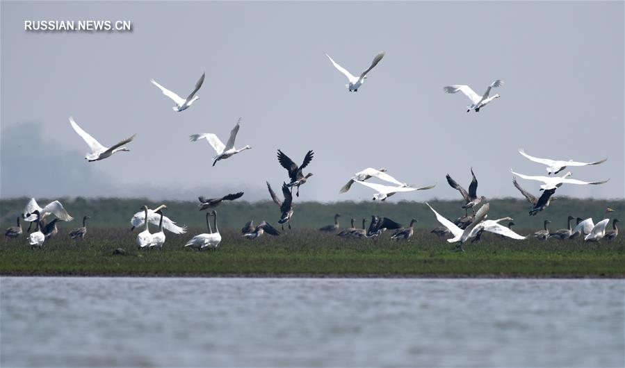 Ученые работают над улучшением экологической среды озера Дунтинху