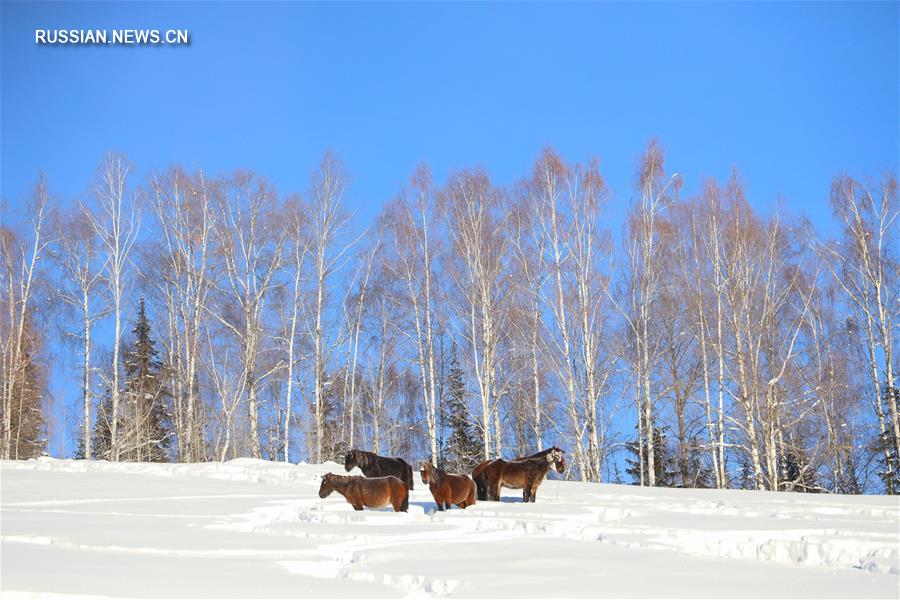 Завораживающая красота зимнего Канаса