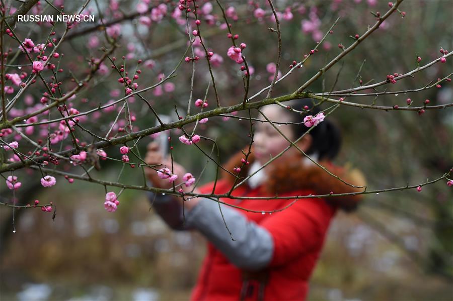 Цветение химонанта скороспелого на юге Китая