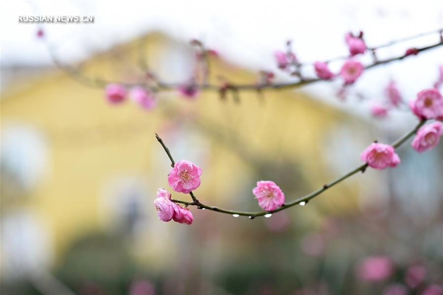 Цветение химонанта скороспелого на юге Китая