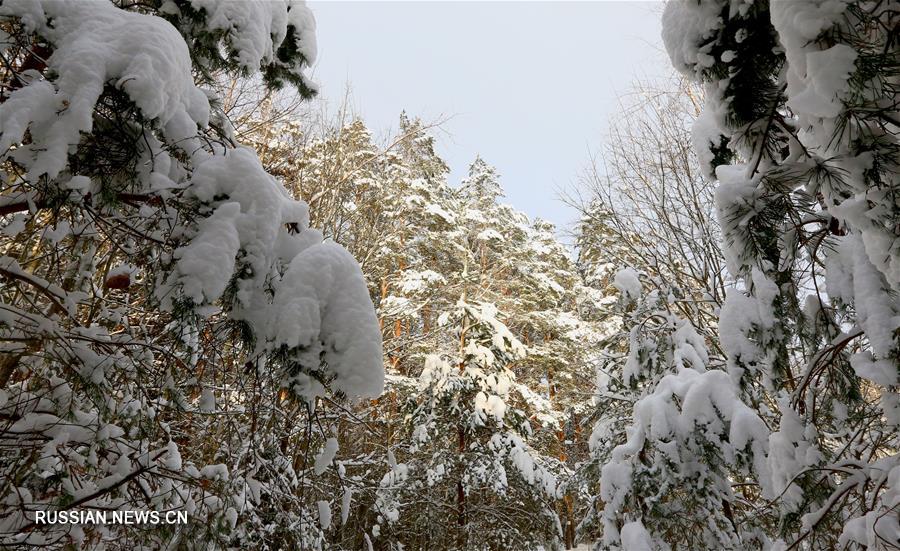 Зимний лес в Беларуси