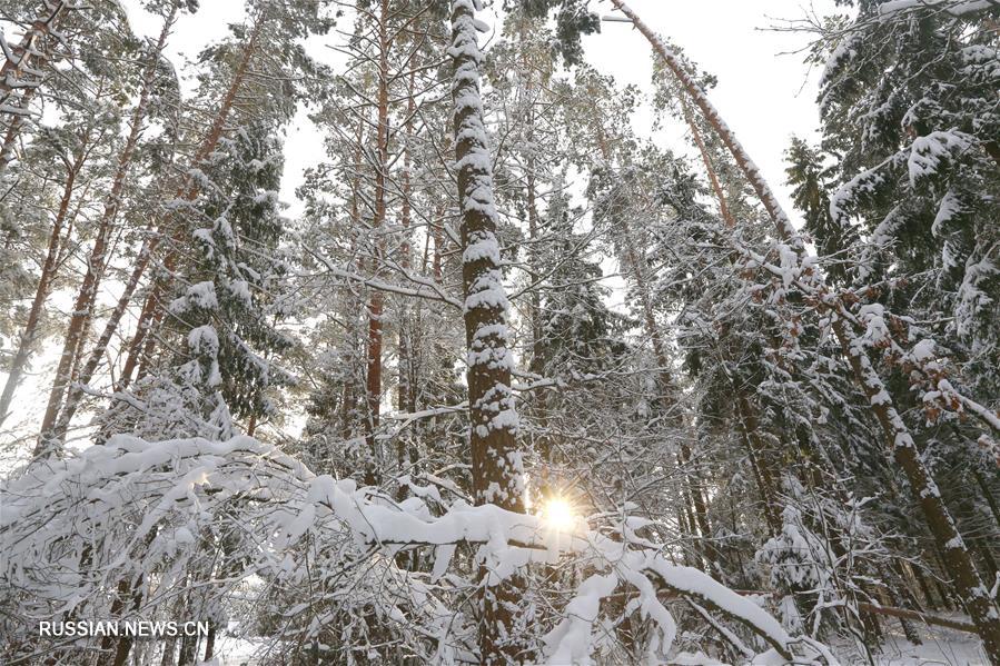 Зимний лес в Беларуси