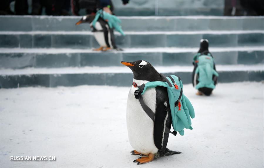 "Зимняя прогулка" пингвинов по харбинскому парку "Мир льда и снега"