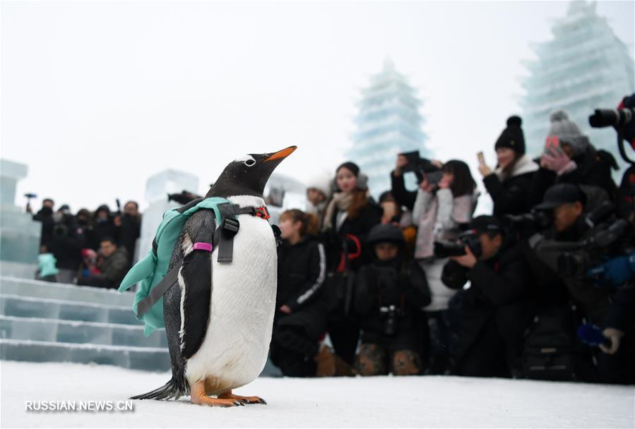 "Зимняя прогулка" пингвинов по харбинскому парку "Мир льда и снега"
