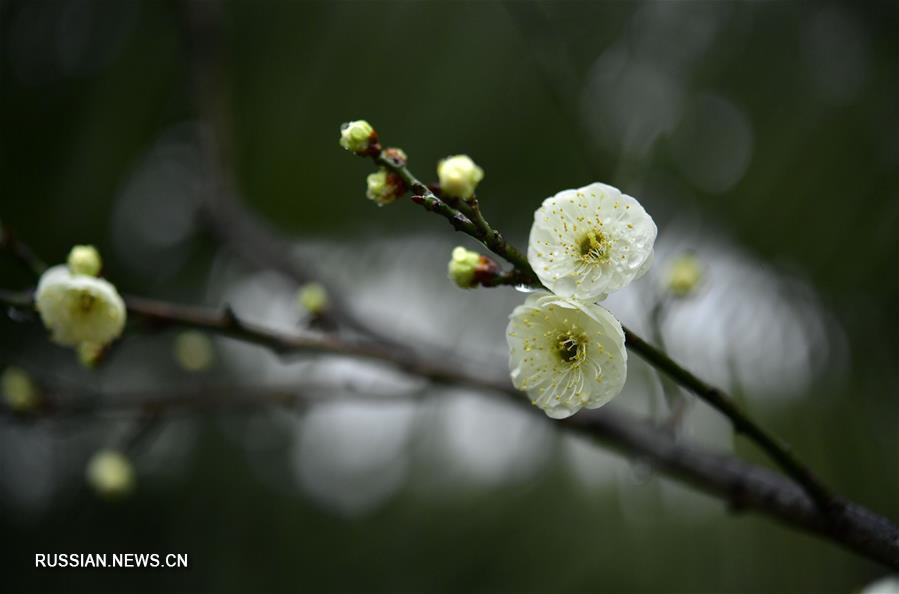 Цветы сливы в провинции Хубэй