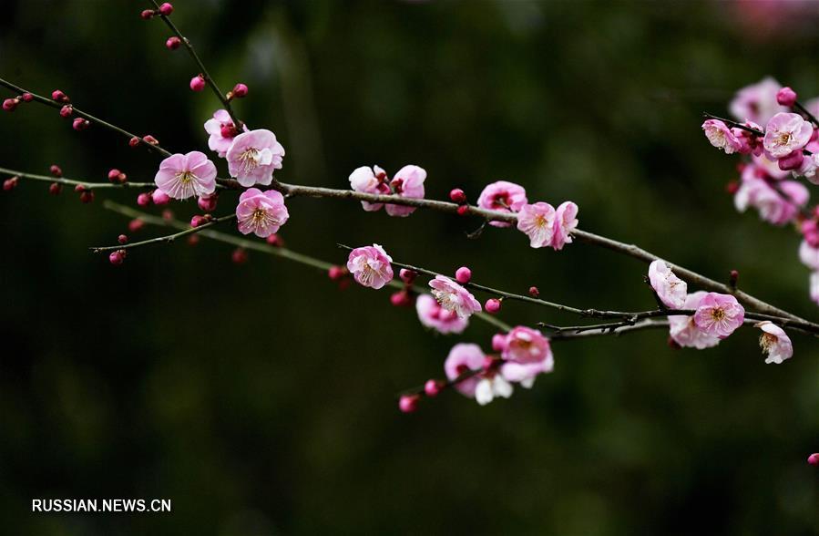 Цветение сливы в горах Центрального Китая