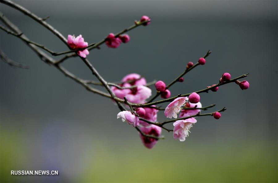Цветение сливы в горах Центрального Китая