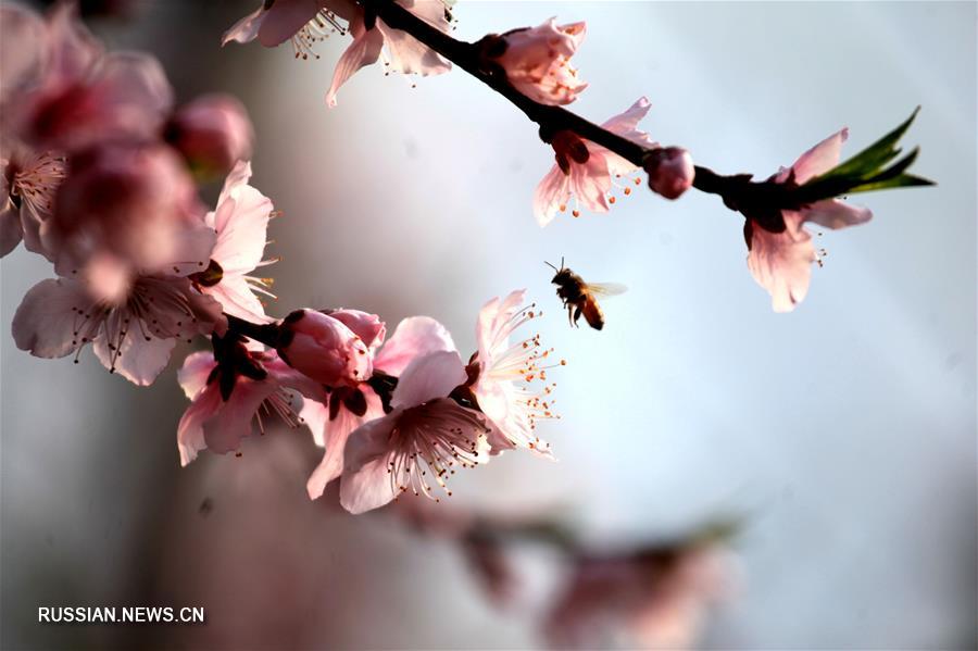 Весенние цветы среди холодов на востоке Китая