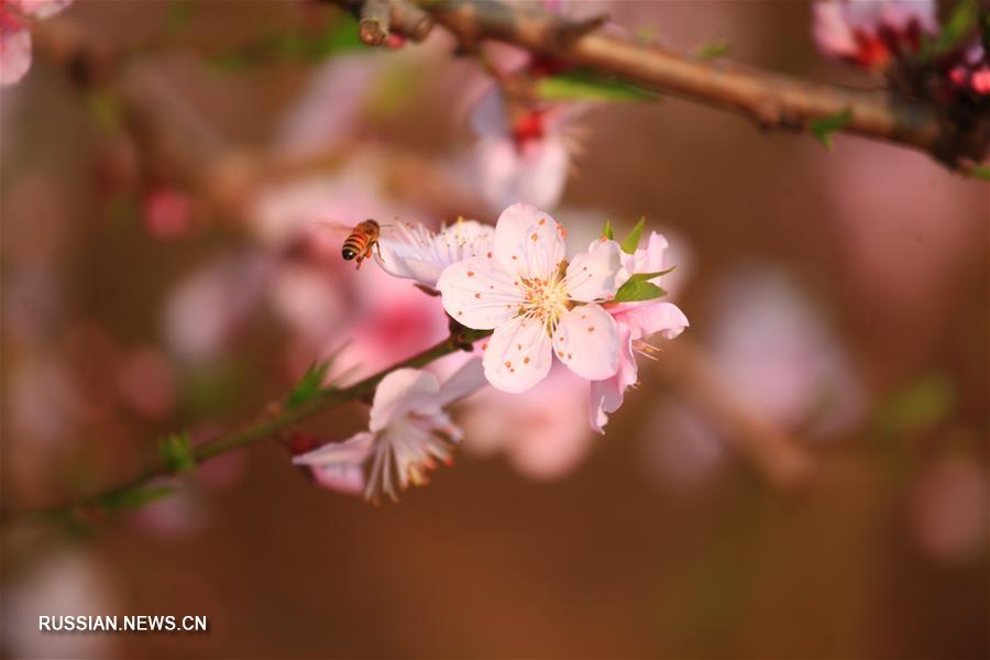 Весенние цветы среди холодов на востоке Китая