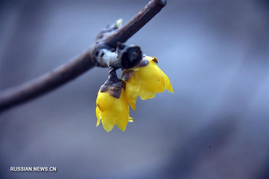 Цветение химонанта скороспелого в Ляочэне