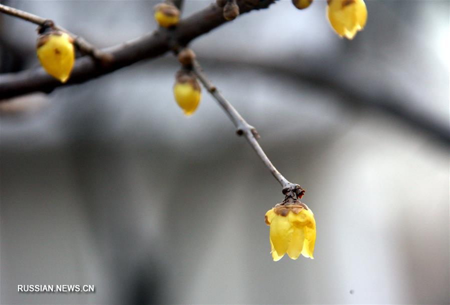 Цветение химонанта скороспелого в Ляочэне