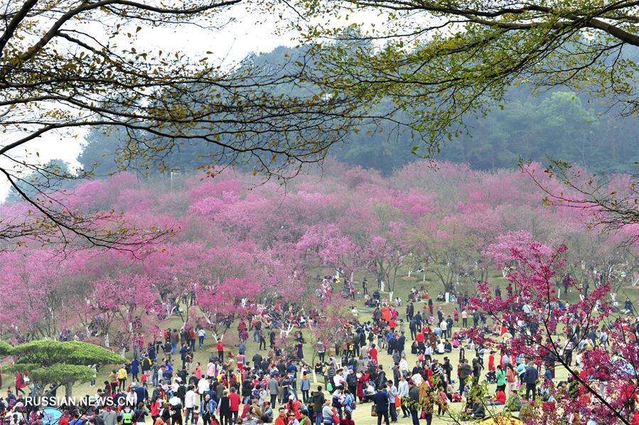 Цветы в парках и садах Китая