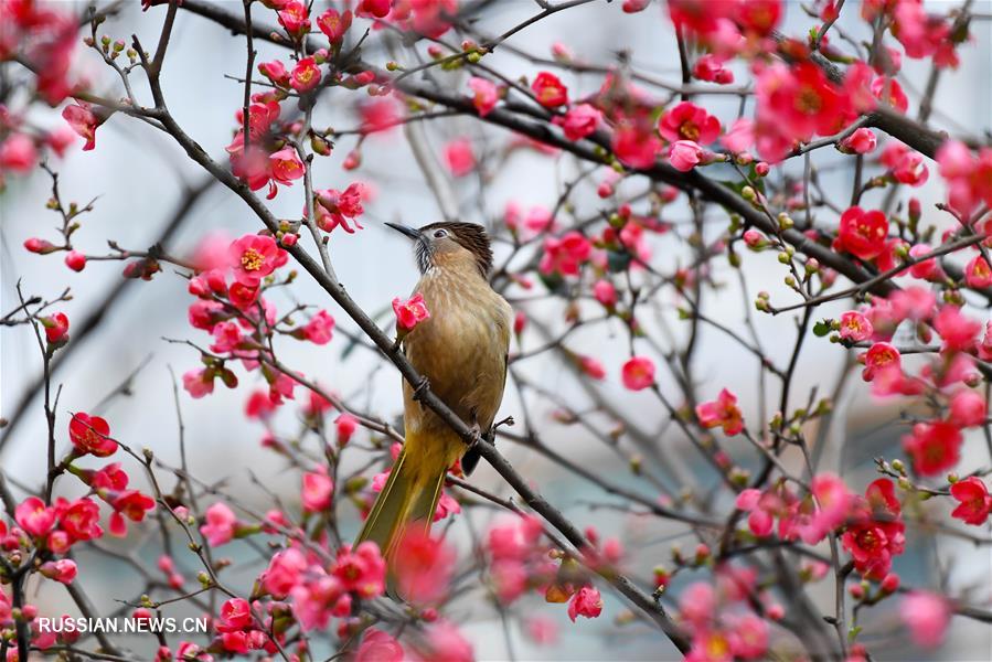 Цветы и птицы -- вестники весны