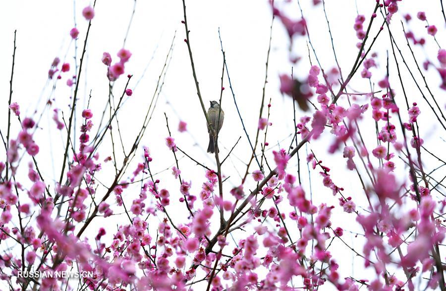 Цветы и птицы -- вестники весны