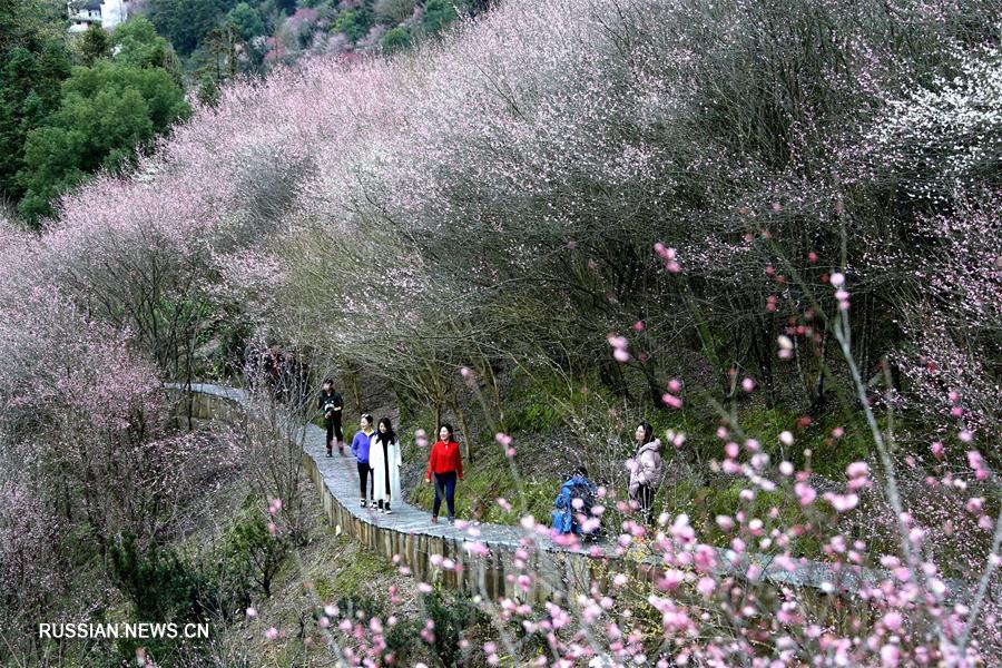 Цветущие сливы в уезде Шэсянь провинции Аньхой 