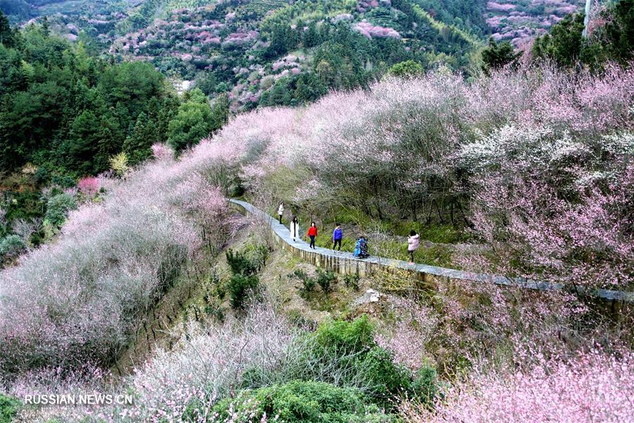 Цветущие сливы в уезде Шэсянь провинции Аньхой