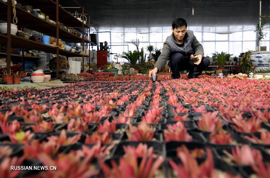 Выращивание суккулентов приносит дополнительный доход фермерам из провинции Хэбэй