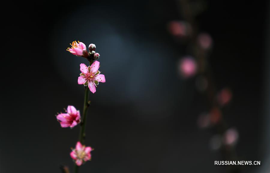 Цветение персика в уезде Таньчэн провинции Шаньдун