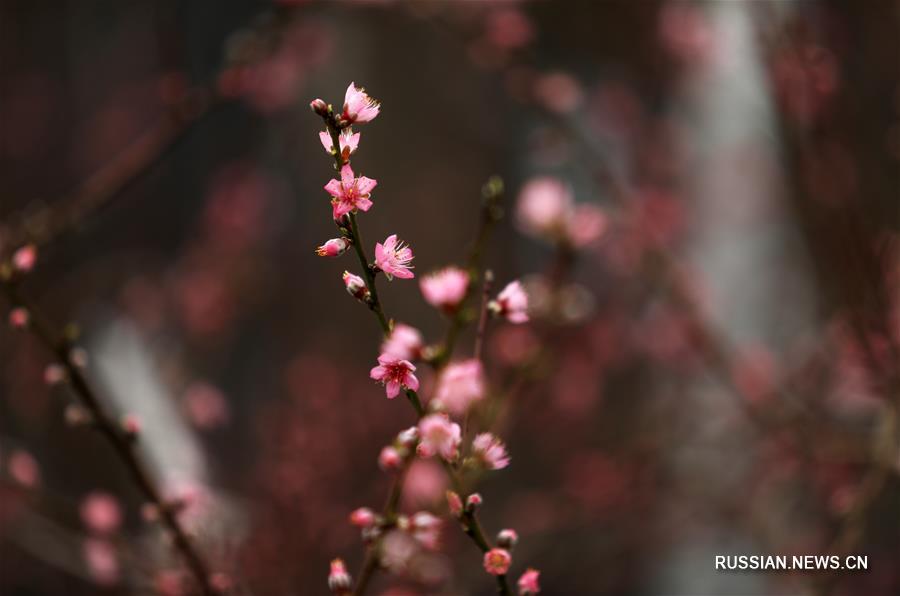Цветение персика в уезде Таньчэн провинции Шаньдун