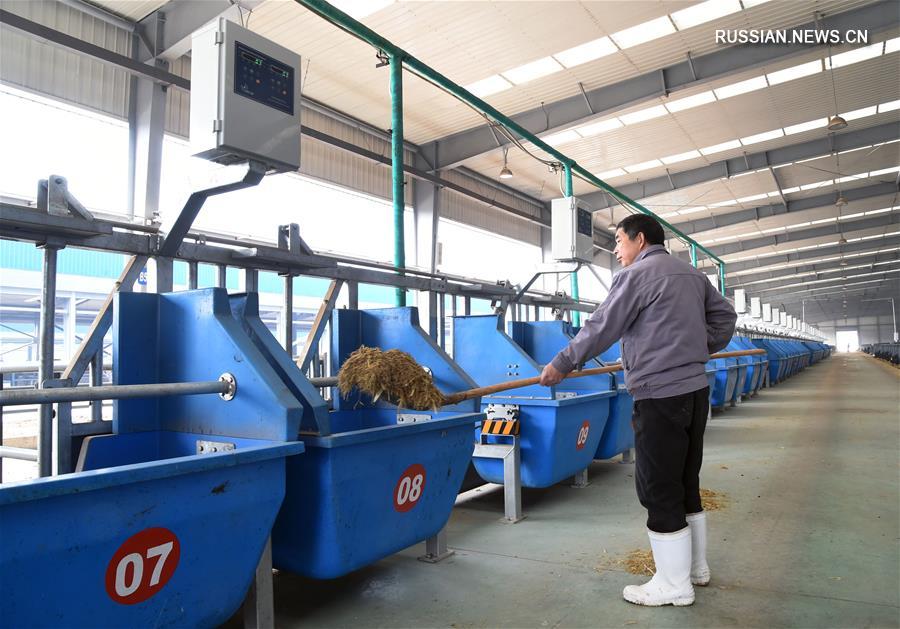 Интеллектуальные системы помогают китайским животноводам