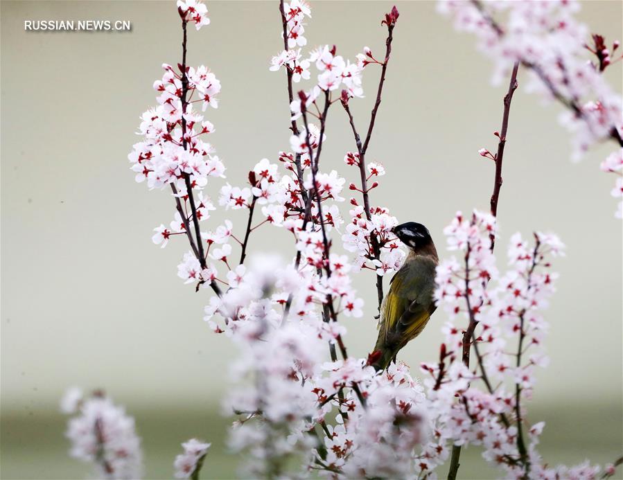 Изящный дуэт птиц и цветов на юго-западе Китая