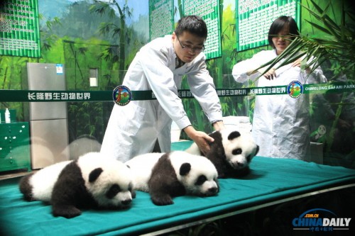 Пандам-тройняшкам из Гуанчжоу исполнилось 6 месяцев