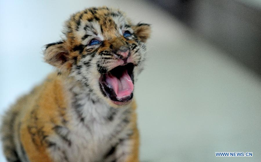 #CHINA-SHENYANG-SIBERIAN TIGER-CUBS(CN) 