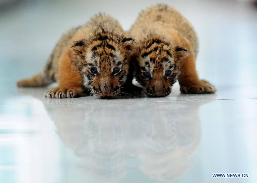 #CHINA-SHENYANG-SIBERIAN TIGER-CUBS(CN) 