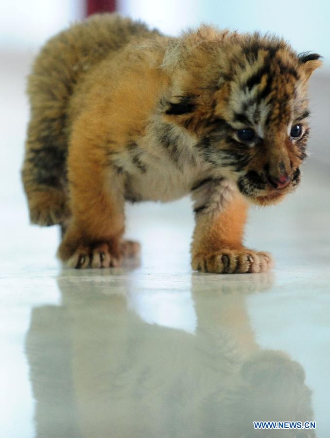 #CHINA-SHENYANG-SIBERIAN TIGER-CUBS(CN) 