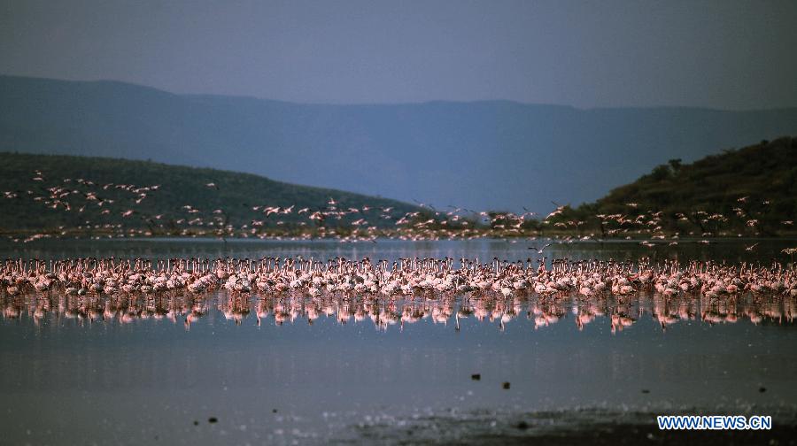 （国际）（1）肯尼亚博戈里亚湖进入火烈鸟观赏旺季