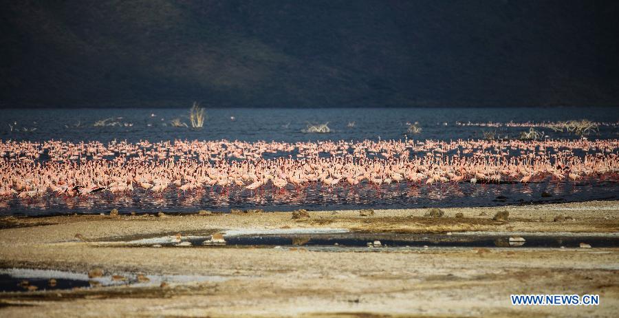 （国际）（2）肯尼亚博戈里亚湖进入火烈鸟观赏旺季