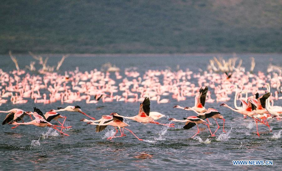 （国际）（3）肯尼亚博戈里亚湖进入火烈鸟观赏旺季