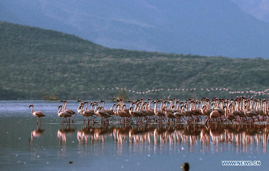 （国际）（4）肯尼亚博戈里亚湖进入火烈鸟观赏旺季