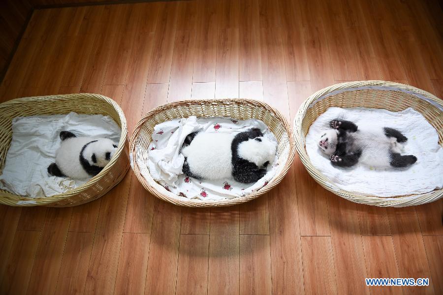 CHINA-YA'AN-BABY PANDAS (CN)