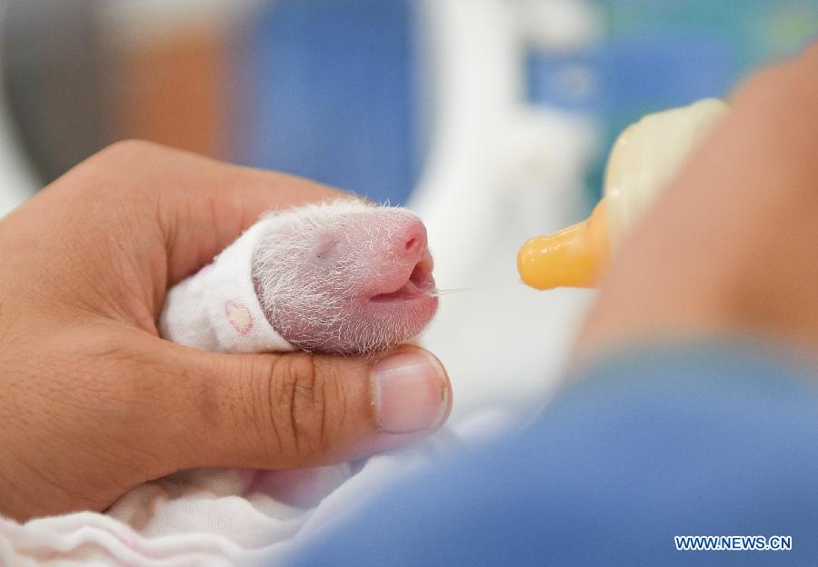 CHINA-YA'AN-BABY PANDAS (CN)