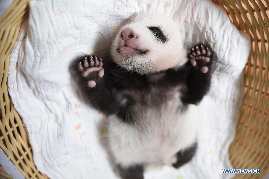 CHINA-YA'AN-BABY PANDAS (CN)